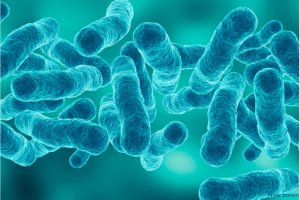 Darmmicrobioom belangrijk voor behoud van spierkracht