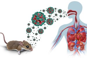 Hantavirus: biedt goede voeding bescherming?